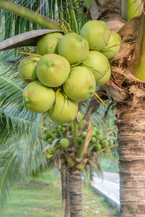 palma kokosowa zielone kokosy