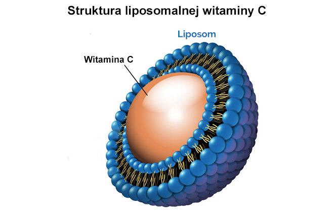 witamina C liposomalna budowa