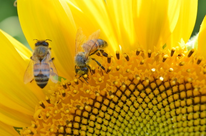 Pszczoły na słonecznku