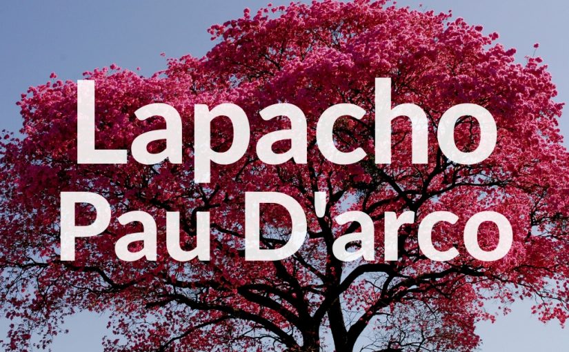 Lapacho Pau'darco - Sekret inków