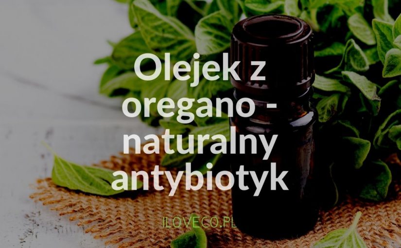 Olejek z oregano - naturalny antybiotyk