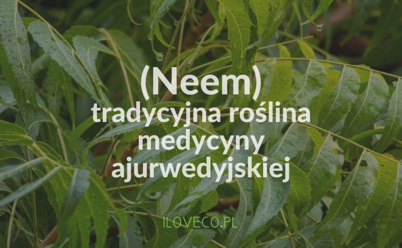Miodła indyjska (Neem) - tradycyjna roślina medycyny ajurwedyjskiej