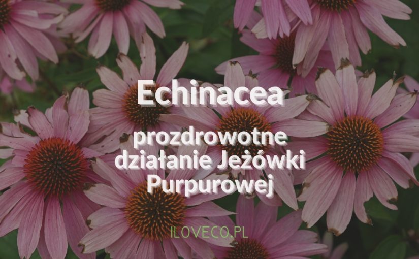 Echinacea – prozdrowotne działanie Jeżówki Purpurowej